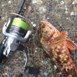 大雨のライトゲーム